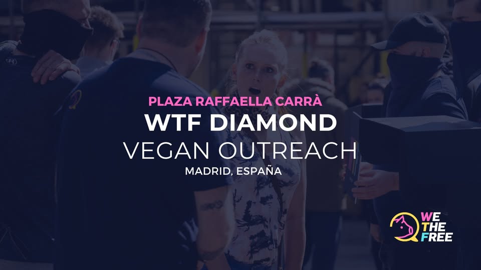 We The Free - WTF
