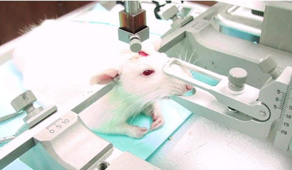Vivisection Exposed