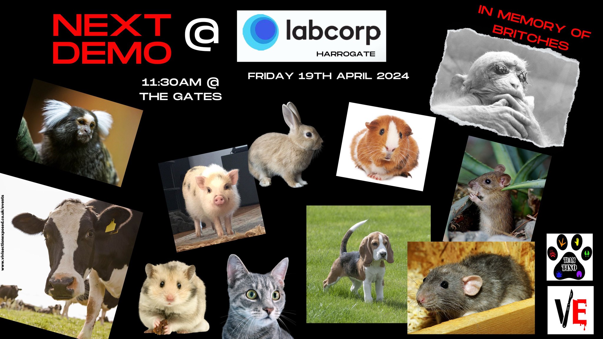 Vivisection Exposed