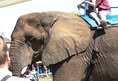 Animal Rights Coalition