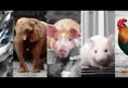 Animal Rights Coalition