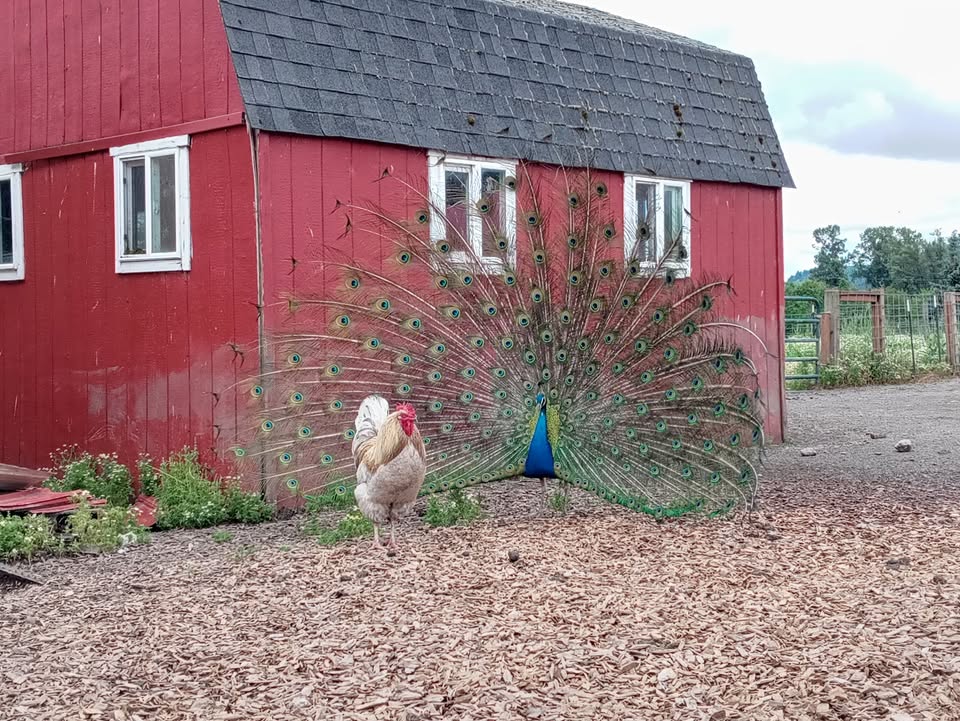 Animal Rights Collective Portland