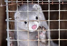 Animal Rights Collective Portland