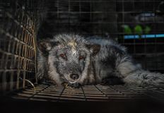 Animal Rights Collective Portland