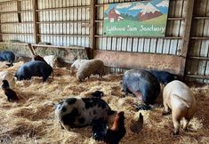 Animal Rights Collective Portland