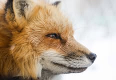 Animal Rights Collective Portland