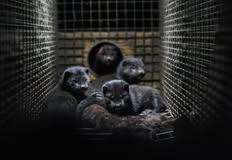 Animal Rights Collective Portland