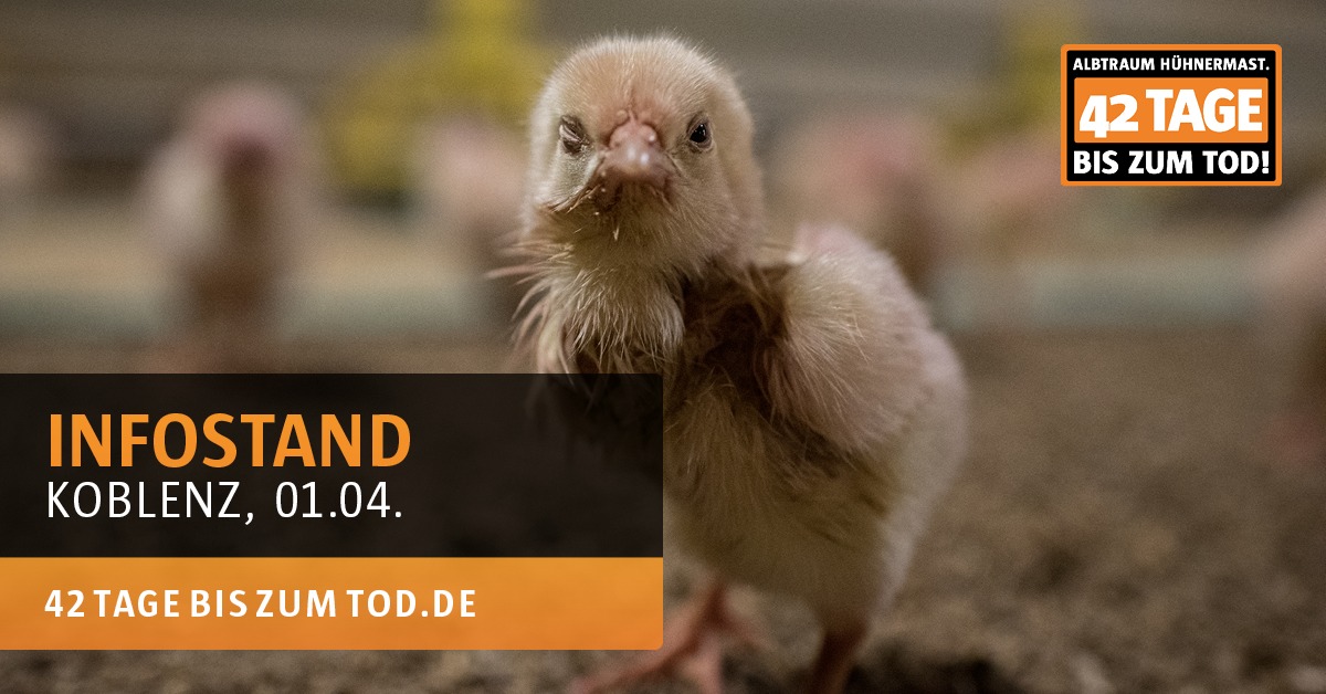 Animal Rights Watch e.V. - ARIWA