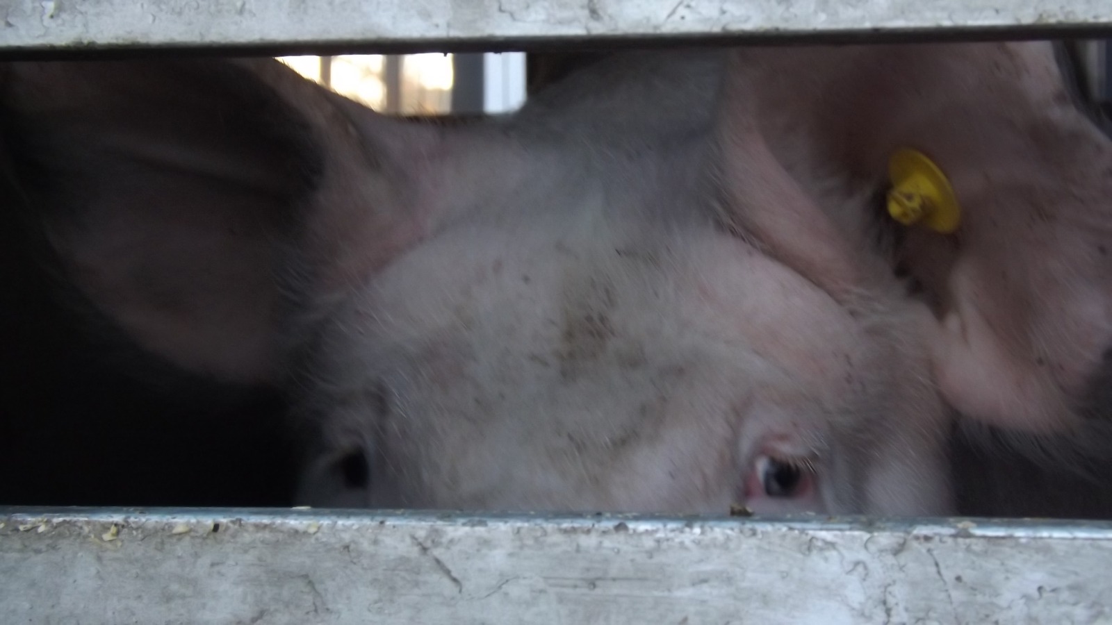 Animal Rights Watch e.V. - ARIWA