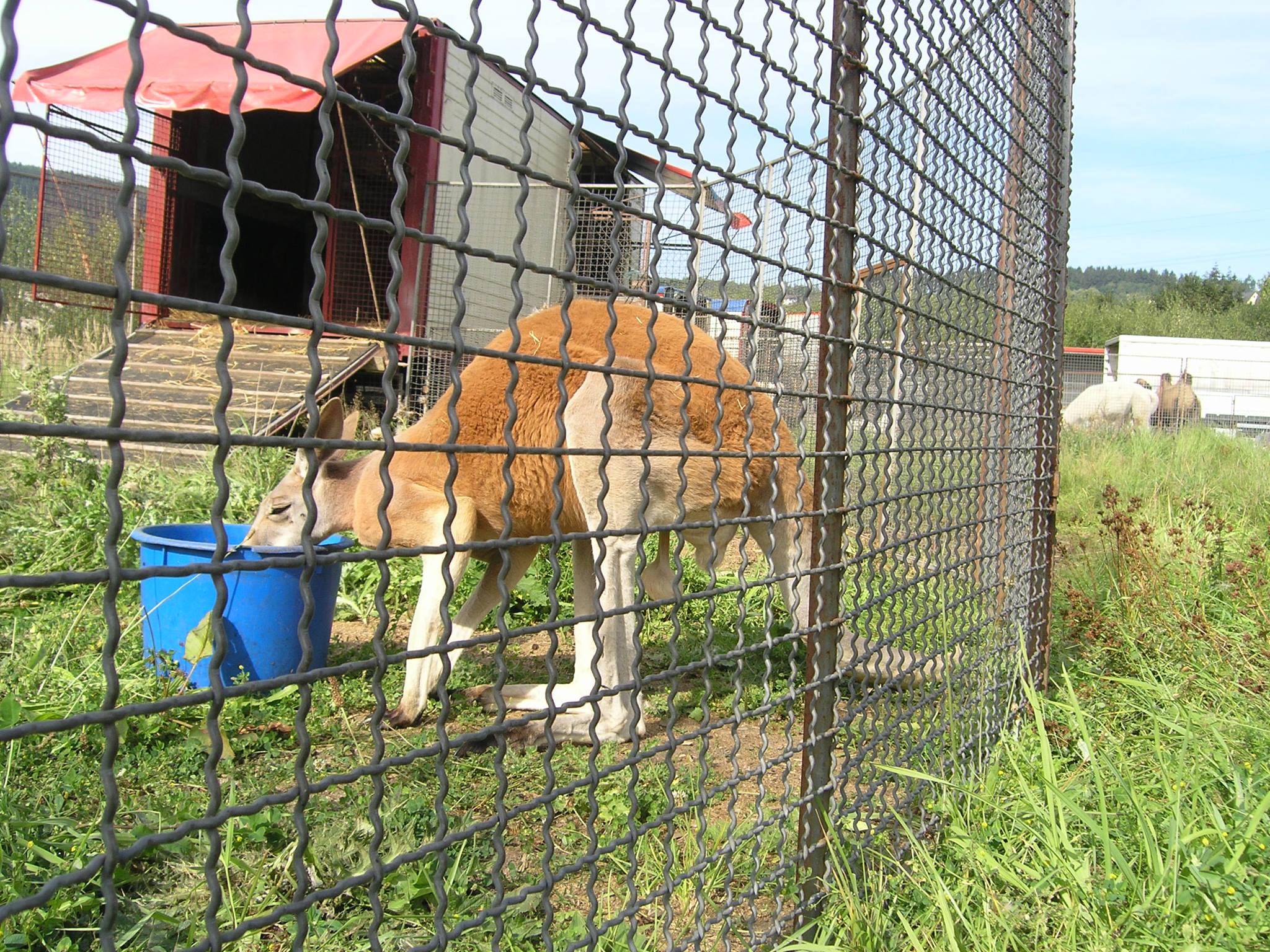 Animal Rights Watch e.V. - ARIWA