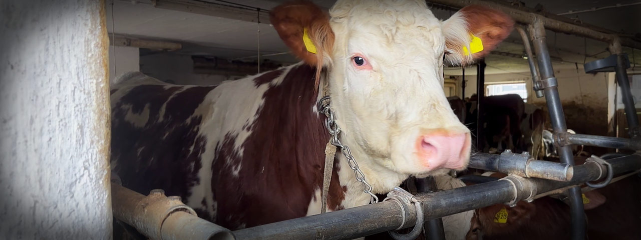 Animal Rights Watch e.V. - ARIWA