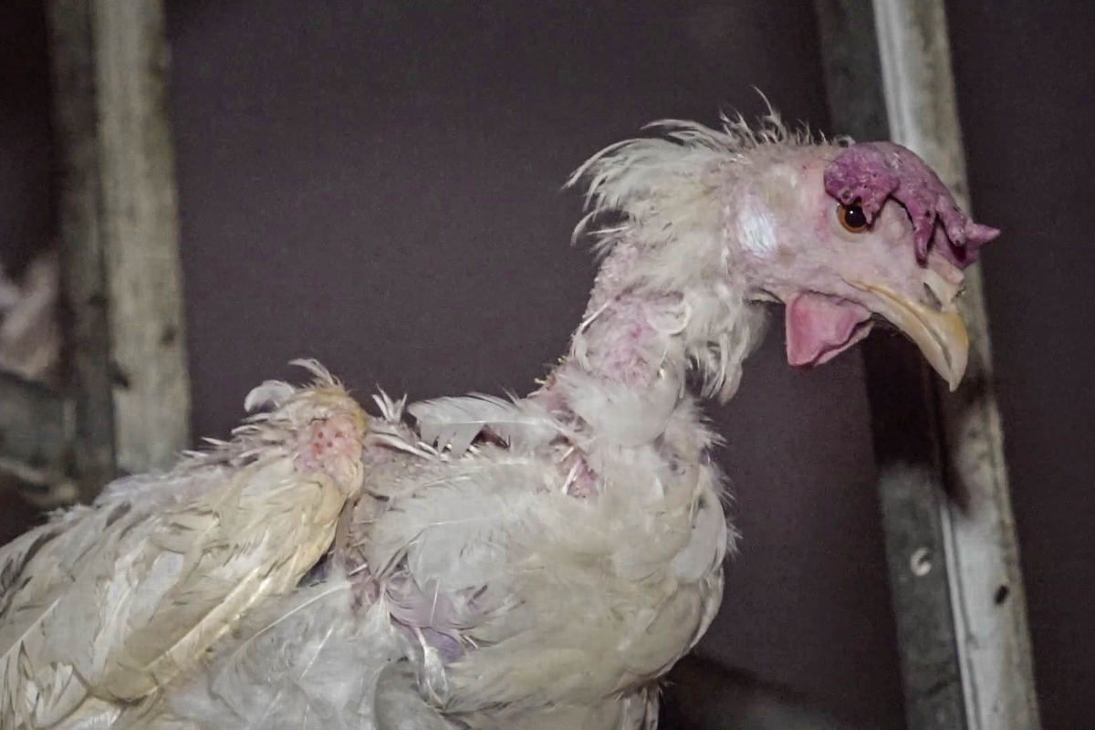 Animal Rights Watch e.V. - ARIWA