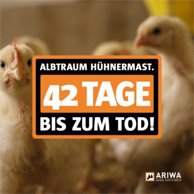 Animal Rights Watch e.V. - ARIWA