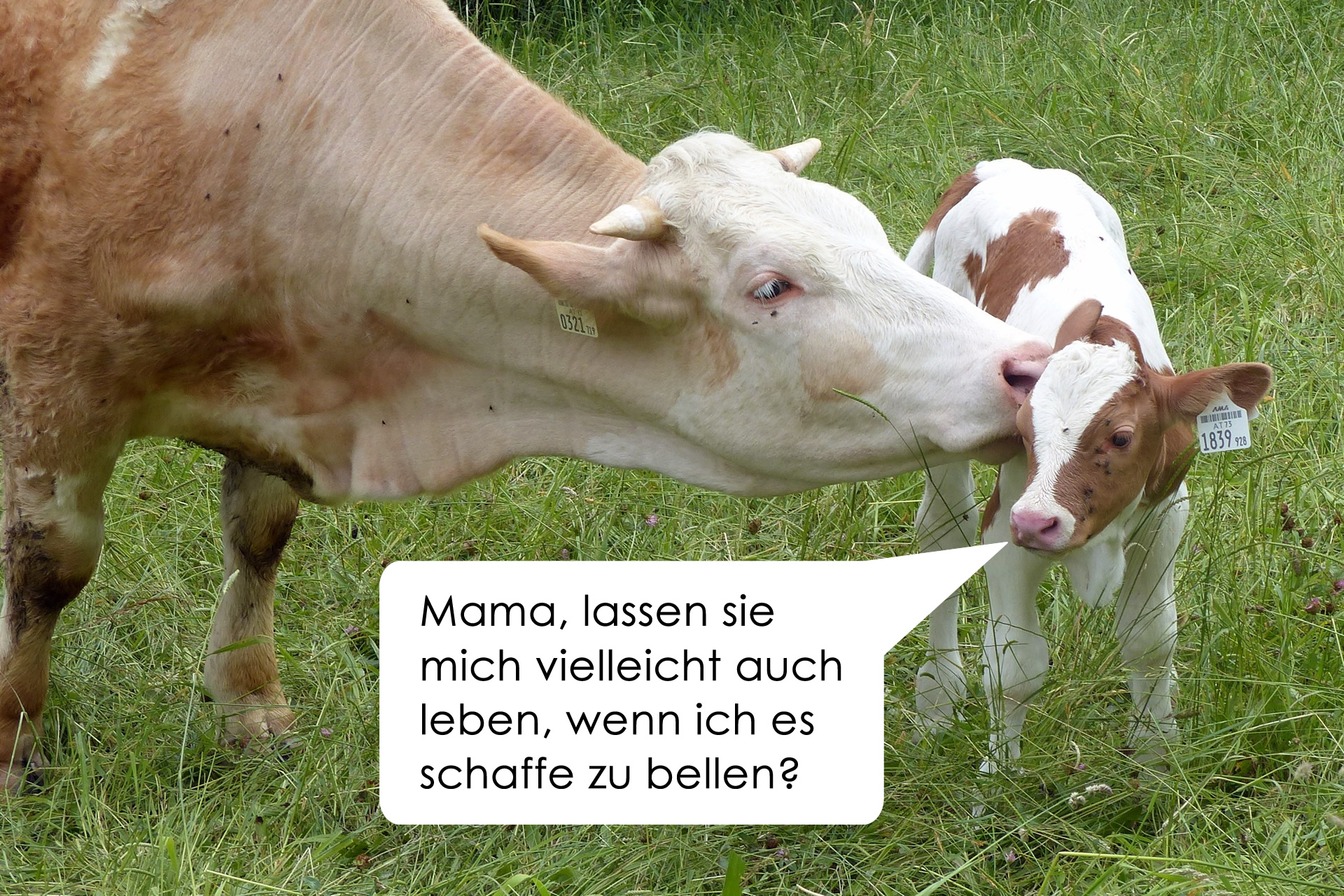 Animal Rights Watch e.V. - ARIWA