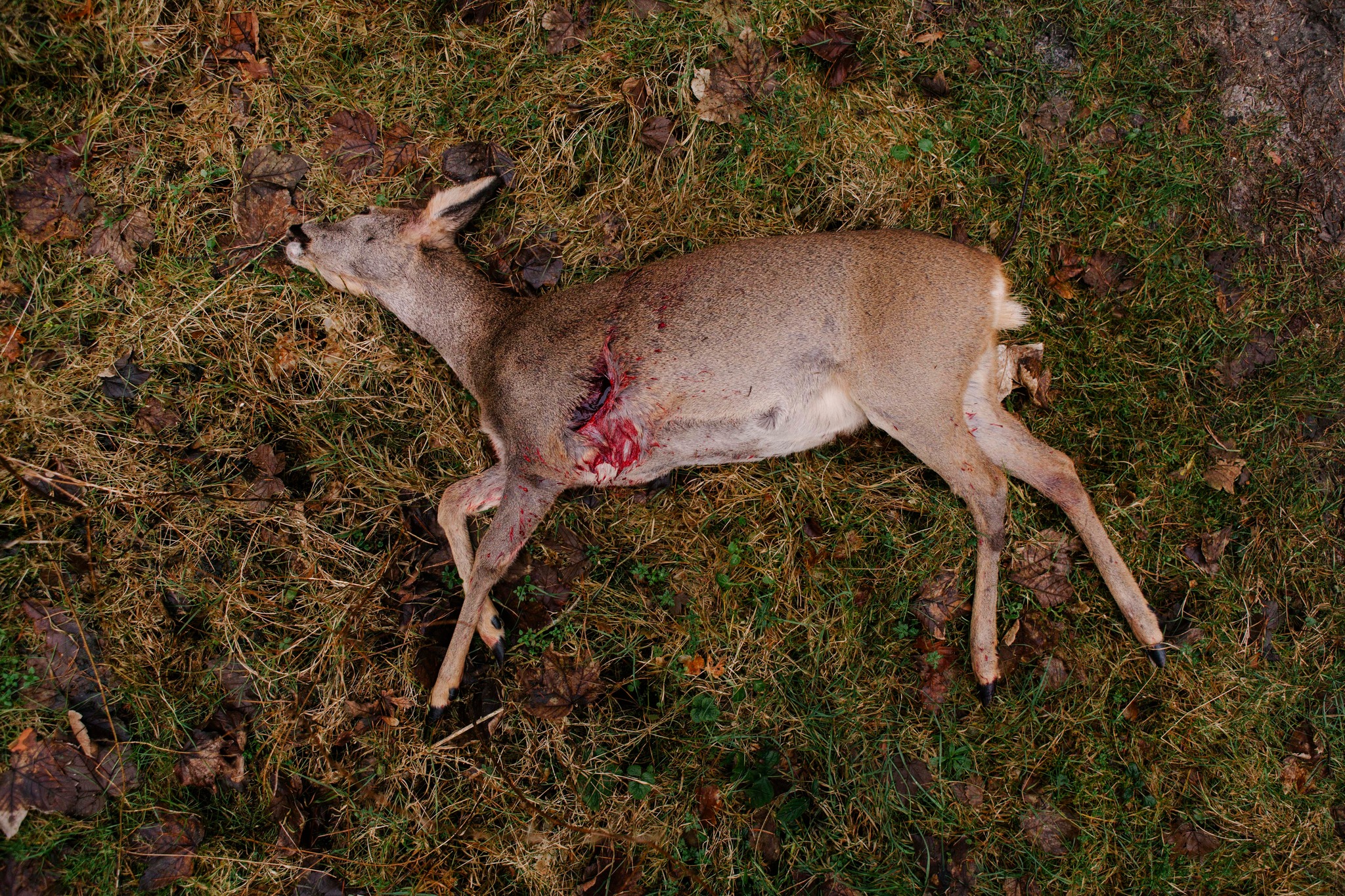 Animal Rights Watch e.V. - ARIWA