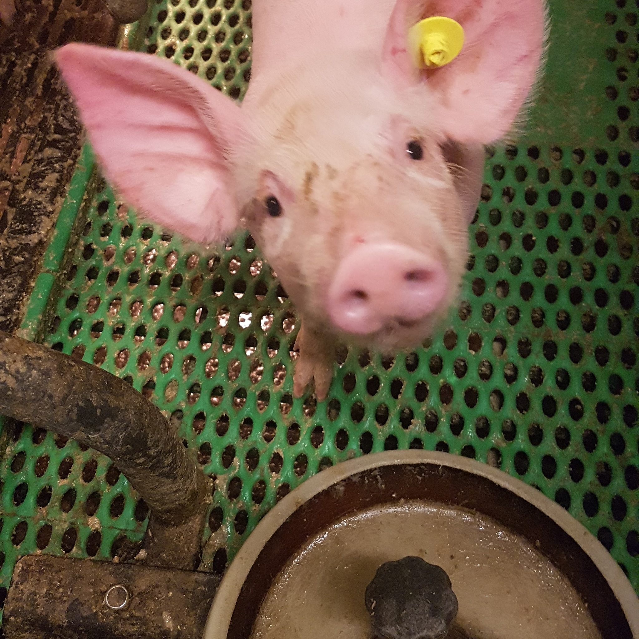 Animal Rights Watch e.V. - ARIWA