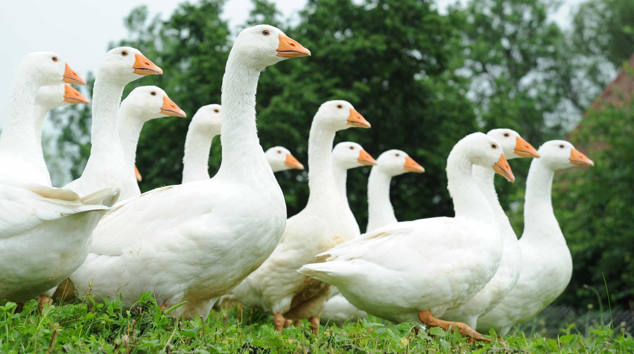 Animal Rights Watch e.V. - ARIWA