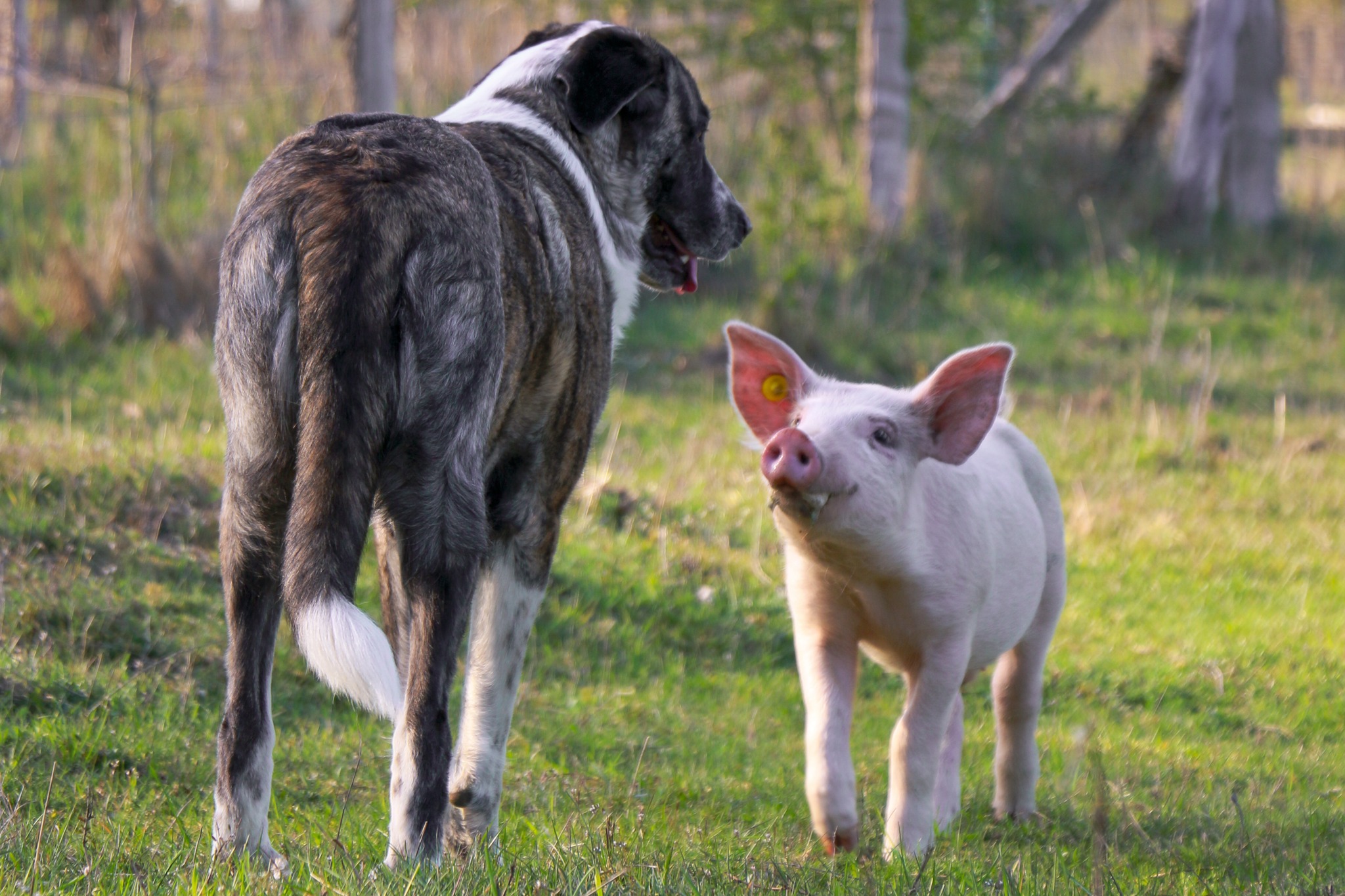 Animal Rights Watch e.V. - ARIWA
