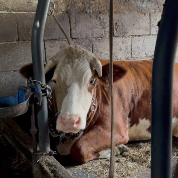 Animal Rights Watch e.V. - ARIWA