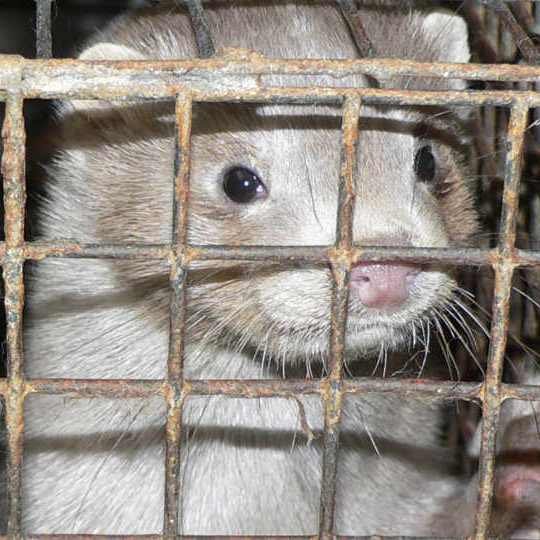Animal Rights Watch e.V. - ARIWA