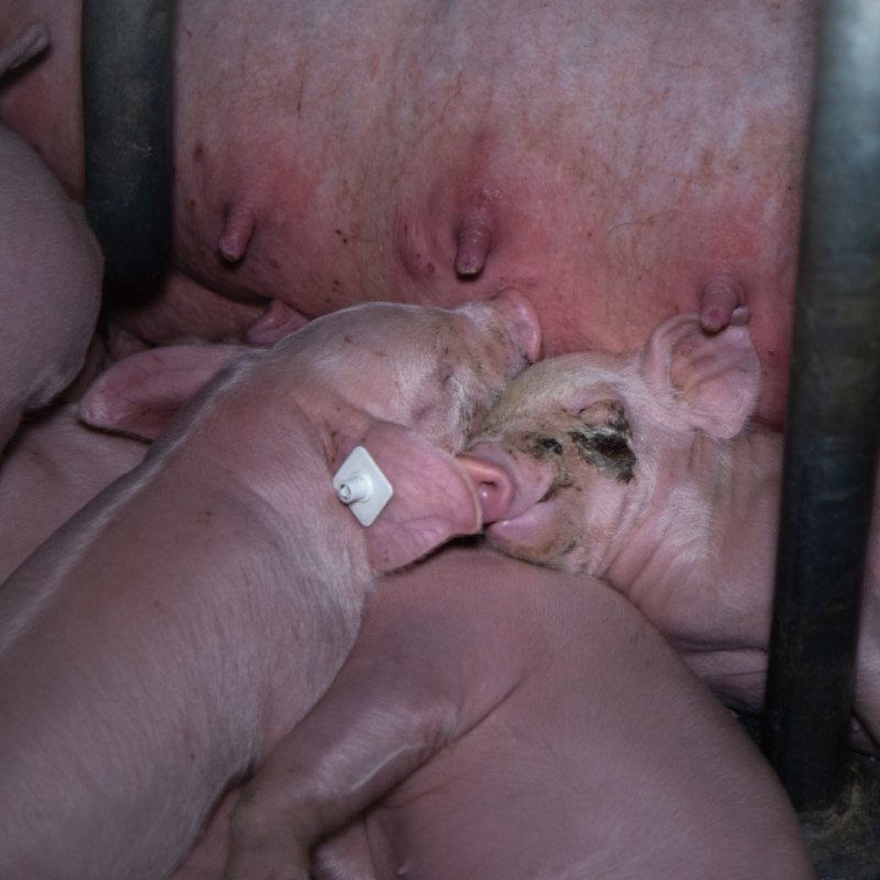 Animal Rights Watch e.V. - ARIWA