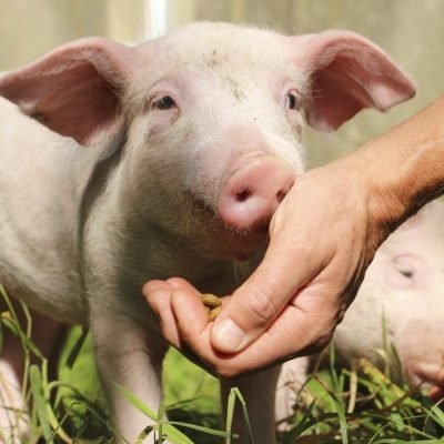Animal Rights Watch e.V. - ARIWA