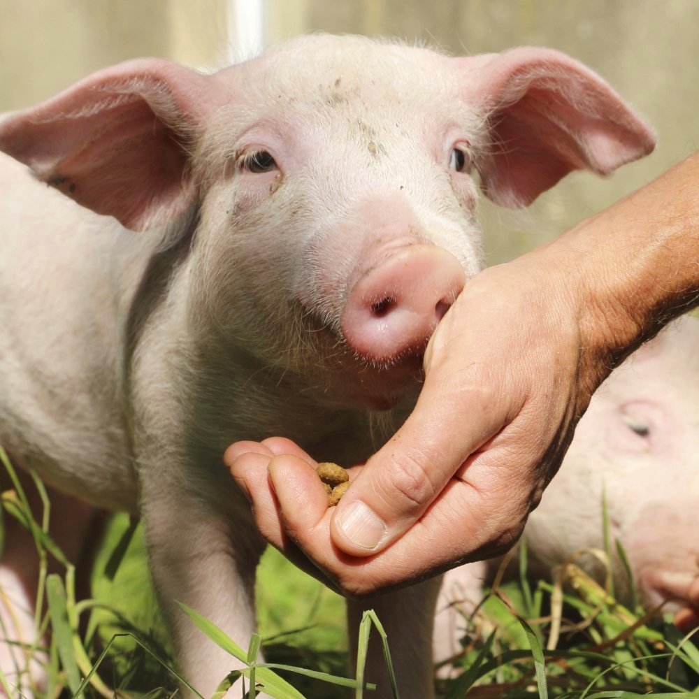 Animal Rights Watch e.V. - ARIWA
