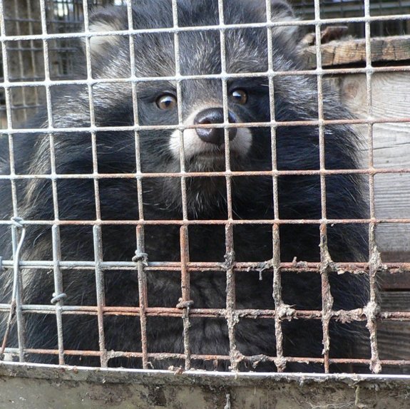 Animal Rights Watch e.V. - ARIWA