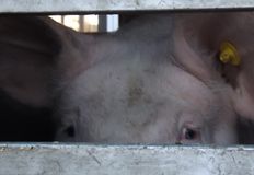 Animal Rights Watch e.V. - ARIWA