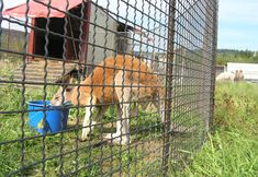 Animal Rights Watch e.V. - ARIWA