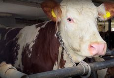 Animal Rights Watch e.V. - ARIWA