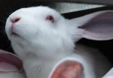 Animal Rights Watch e.V. - ARIWA