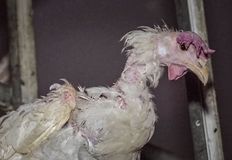 Animal Rights Watch e.V. - ARIWA