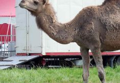 Animal Rights Watch e.V. - ARIWA