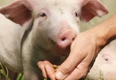 Animal Rights Watch e.V. - ARIWA