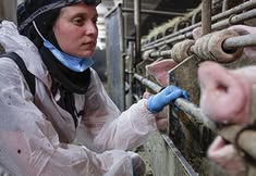 Animal Rights Watch e.V. - ARIWA