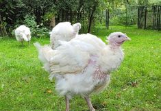 Animal Rights Watch e.V. - ARIWA