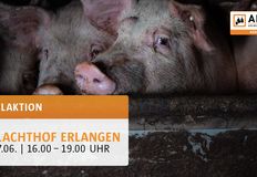 Animal Rights Watch e.V. - ARIWA