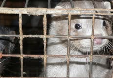 Animal Rights Watch e.V. - ARIWA