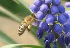 Animal Rights Watch e.V. - ARIWA