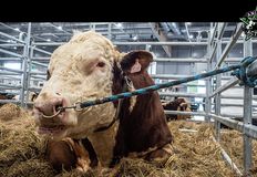 Animal Rights Watch e.V. - ARIWA