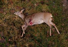 Animal Rights Watch e.V. - ARIWA