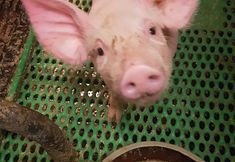 Animal Rights Watch e.V. - ARIWA