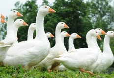 Animal Rights Watch e.V. - ARIWA