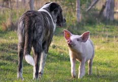 Animal Rights Watch e.V. - ARIWA