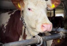 Animal Rights Watch e.V. - ARIWA