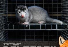 Animal Rights Watch e.V. - ARIWA