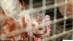 Animal Rights Watch e.V. - ARIWA