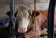 Animal Rights Watch e.V. - ARIWA