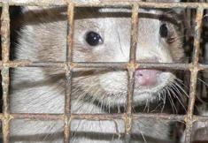 Animal Rights Watch e.V. - ARIWA